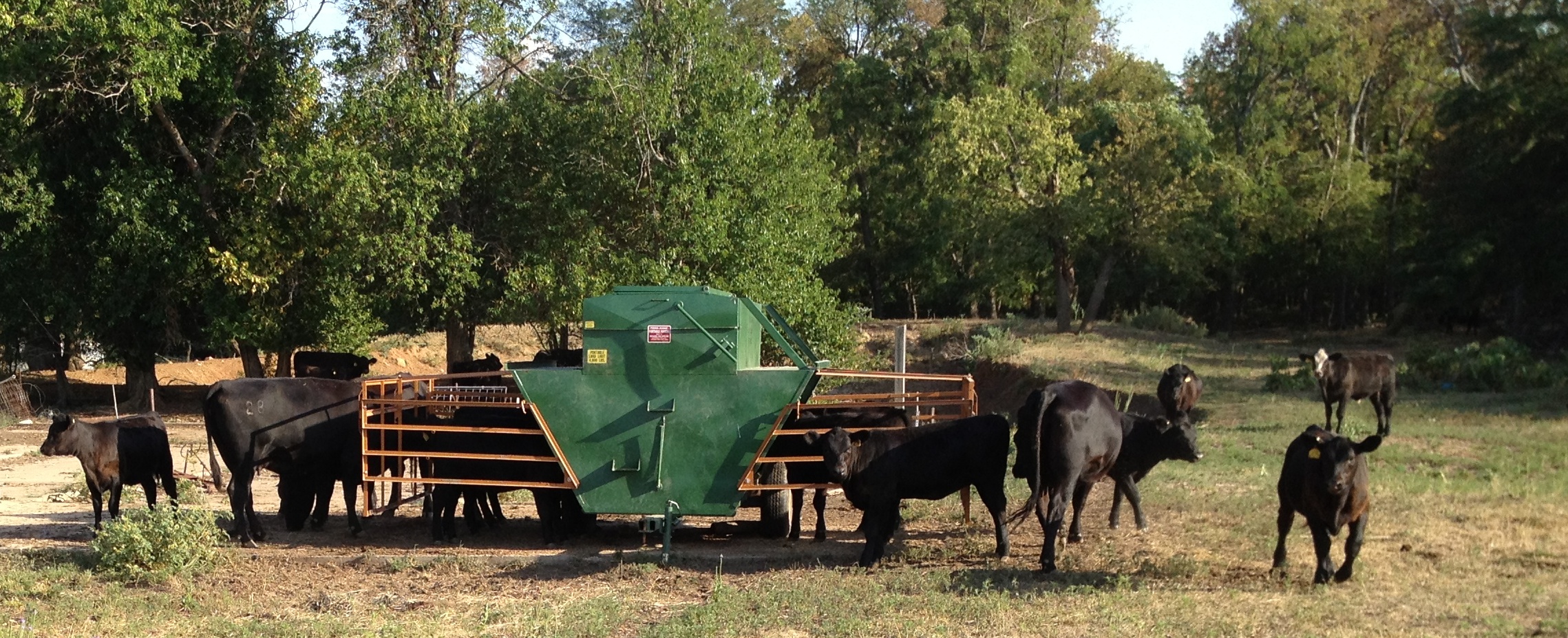 Better Than Expected Cab Cattle