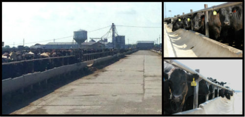 What once used to be a WWII Army air core base with 2,500 men stationed there has now become a temporary home to more than 20,000 cattle fed by Tiffany Cattle Co. every year.
