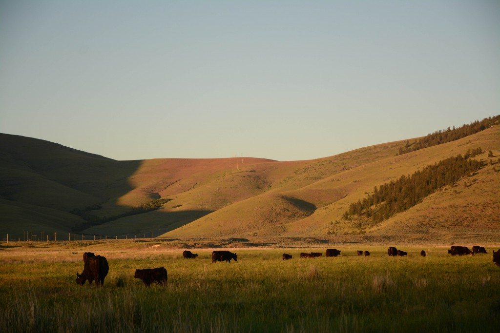 2016_05_mr_Springvale Ranch_Christensen-176