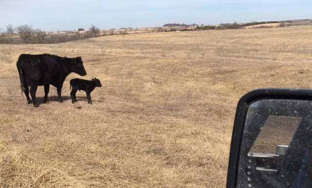 For the last 15 years, we lit up a little brighter when AI-sired calves were heifers, like Miss 664, with 3 generations of AI. Now we have enough great cows to just enjoy each one as it comes.