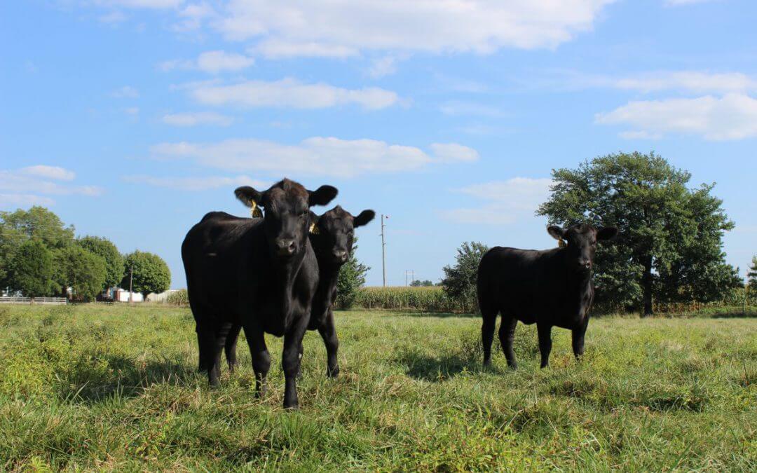 Blog: A packer buyer’s favorite cross