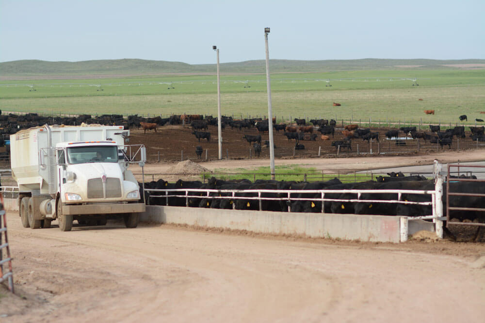 Tradition Innovation Loyalty And Trust Cab Cattle