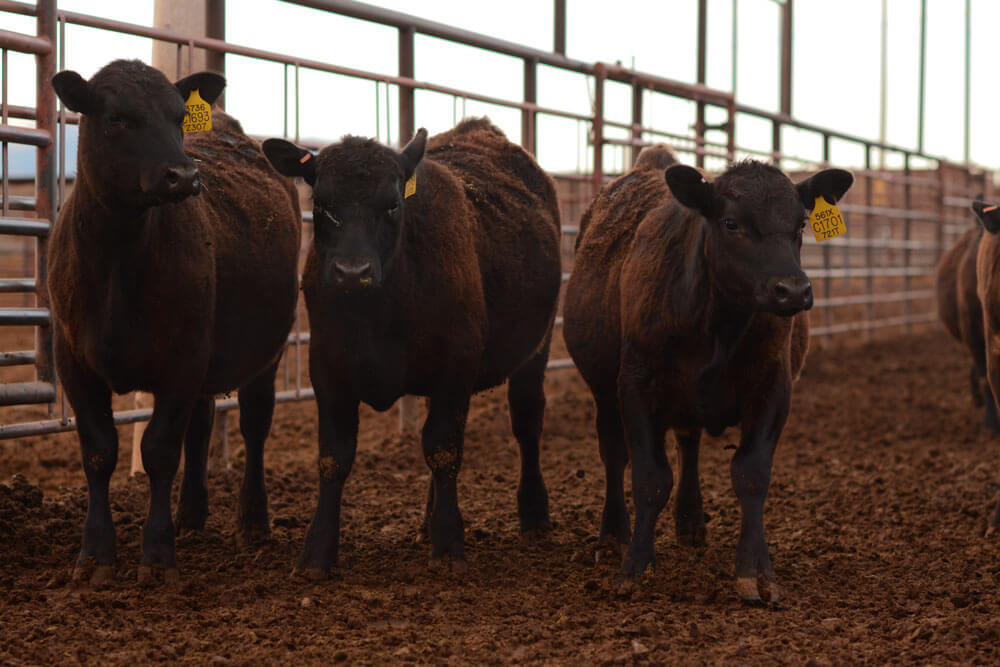 weaning growth goals cattle match calves