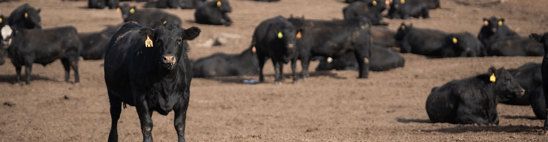 2020_ChappellFeedyard_Neb_MR-3487-header feedyard cattle