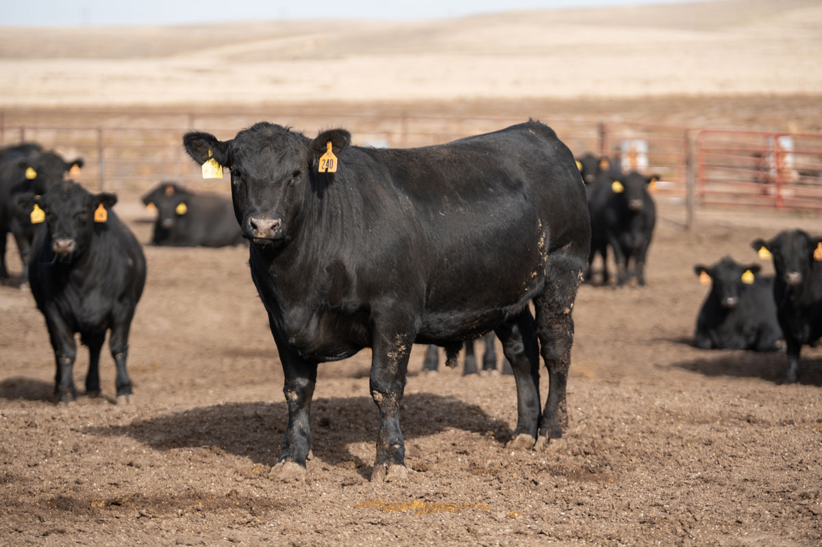 2020_ChappellFeedyard_Neb_MR-3522-web angus steer