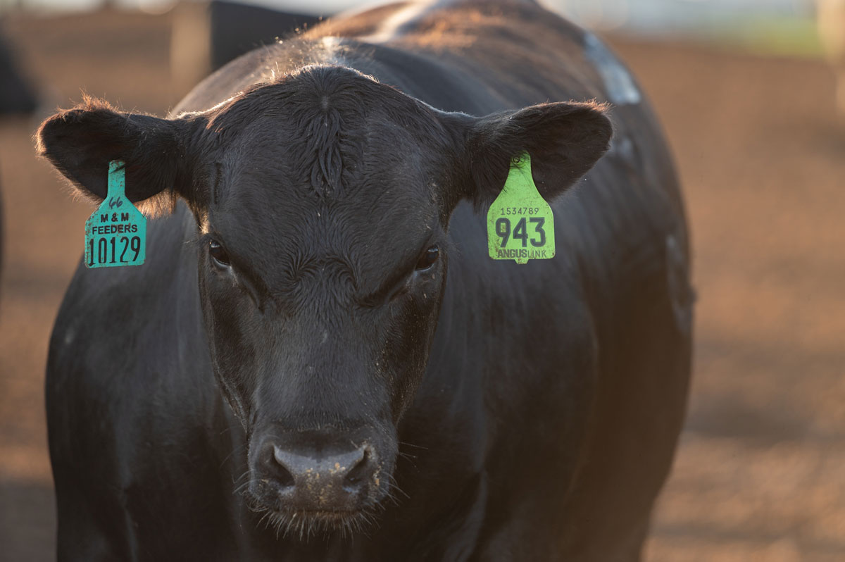 2020_MMFeeders_Neb_MR-1670-web AngusLink fed steer