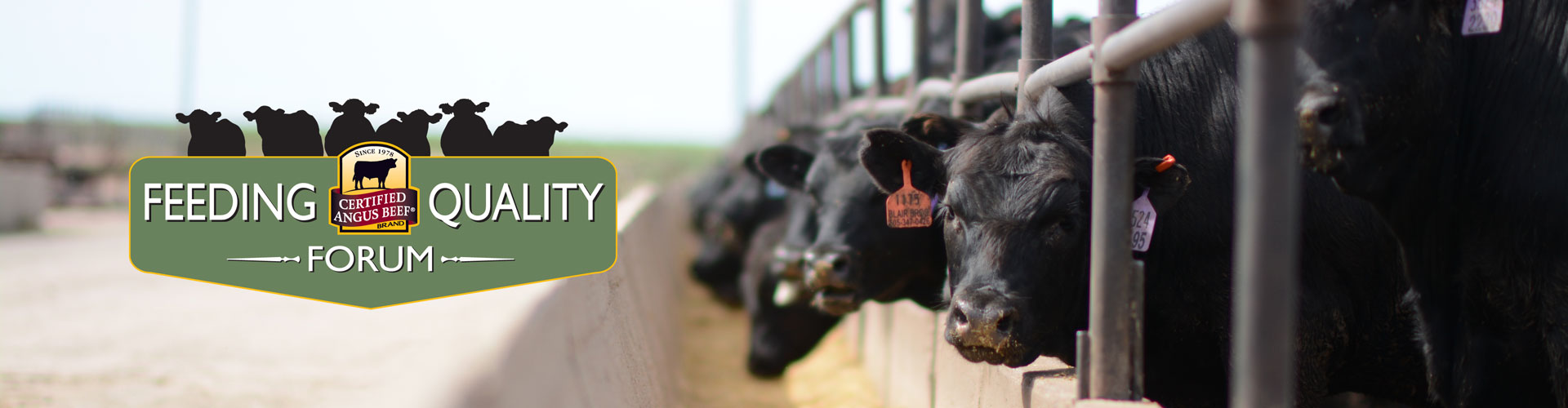 FQF20-header-2019_05_mr_Pratt-Feeders_Jerry-Bohn-8076 steers at bunk
