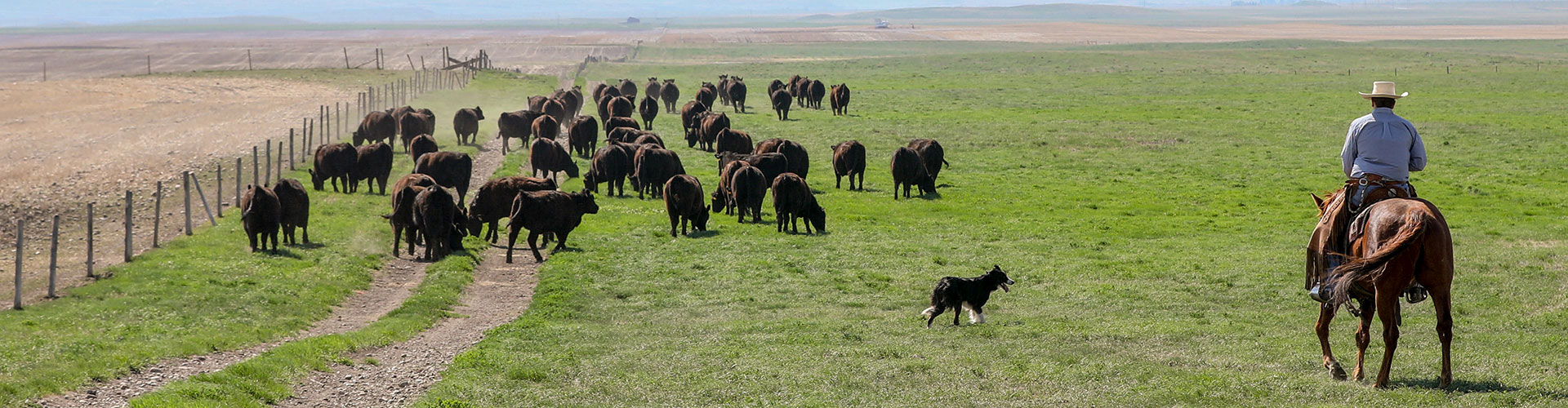 2018_Cudlobe_Canada_NLE-387-banner Rancher and dog herding Angus cattle - At the Table The Code