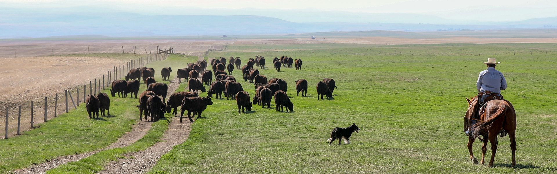 2018_Cudlobe_Canada_NLE-387-banner Rancher and dog herding Angus cattle - At the Table The Code