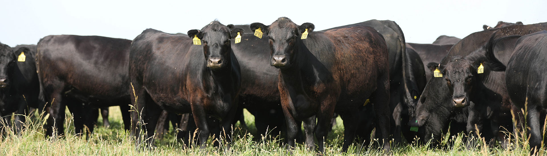 2019_feature-header_leveraging-known-genetics_2018_06_NLE_Robertson-165