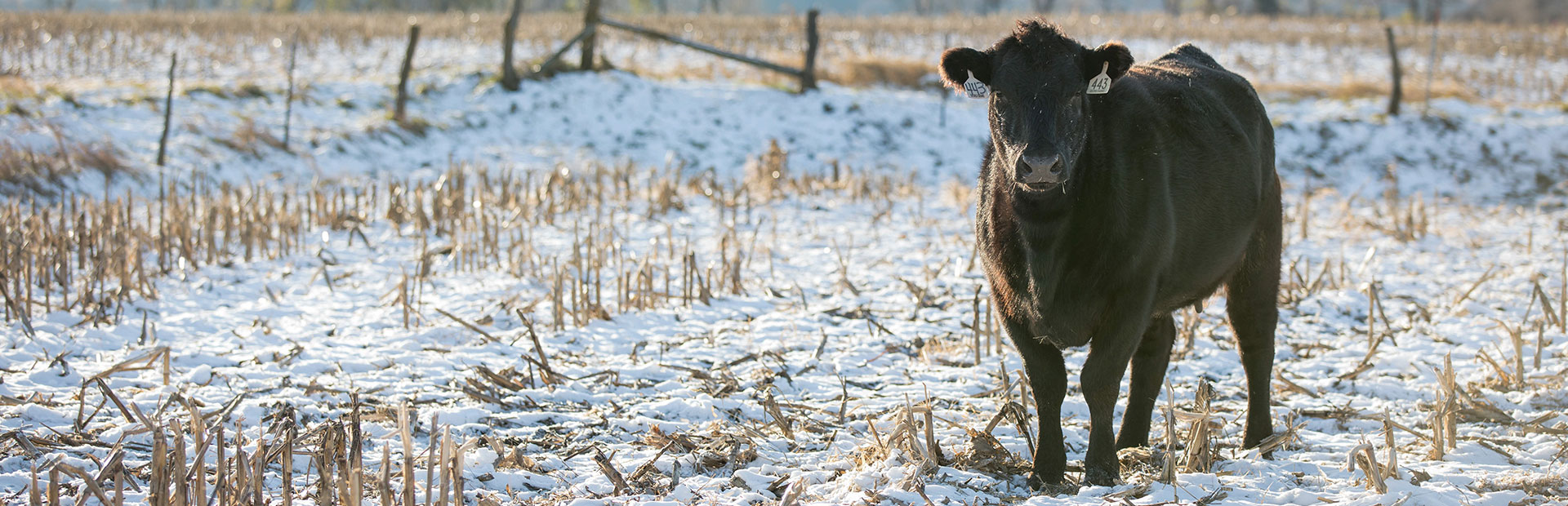 2019_feature-header_sights-set-on-better-beef_2018_Georg_Kan_NLE-55