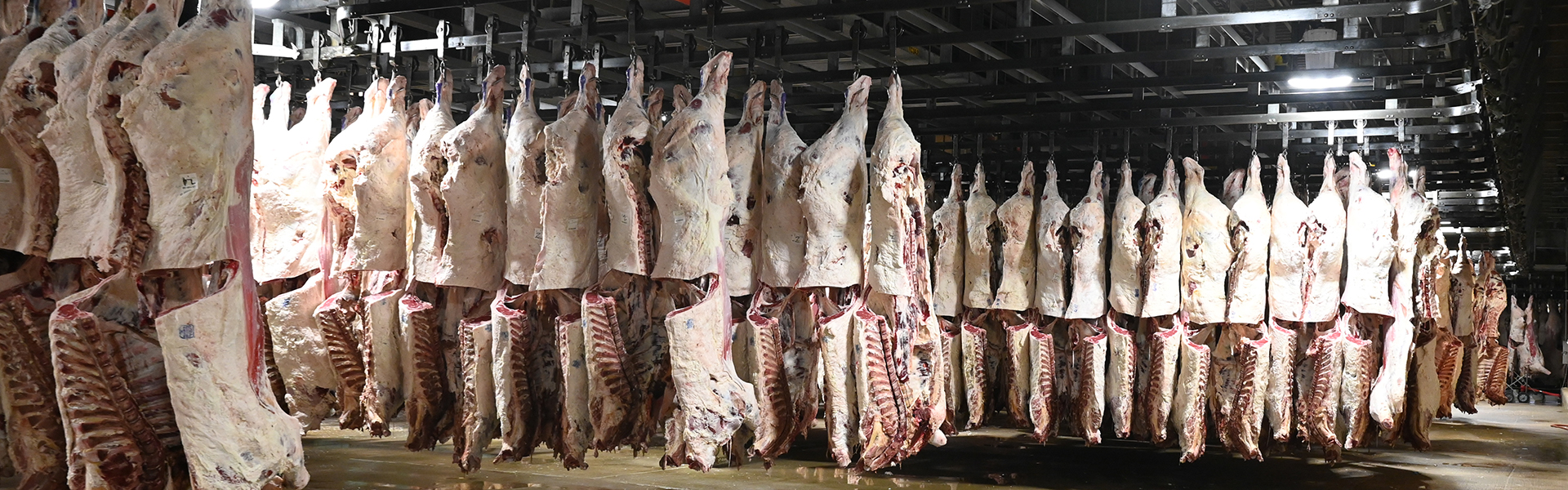 2019_hangingcarcass_MR-NLE-94-banner brand specifications evolve, spec change
