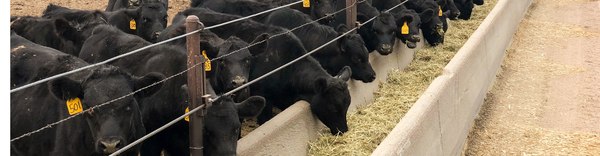 2020-Dykstra-Neb-feeder-calves-4023-header feeder calves