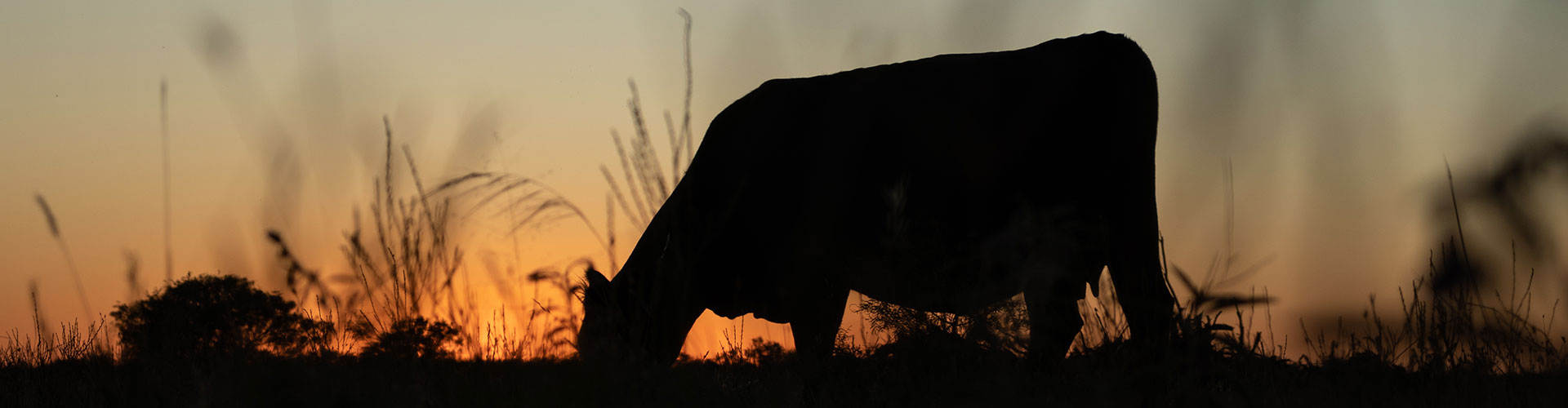 2020_blog-header_Mitloehner-Alltech_Shoebar-Land-&-Cattle_TX_MJH-1798