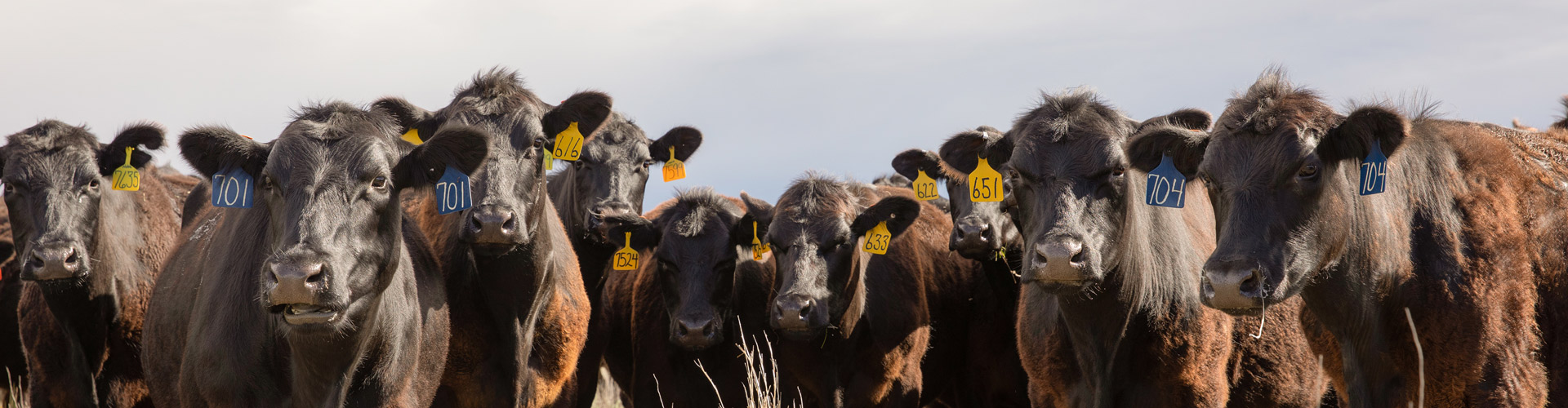 BIF_Rishel_nr_cows_header angus cows