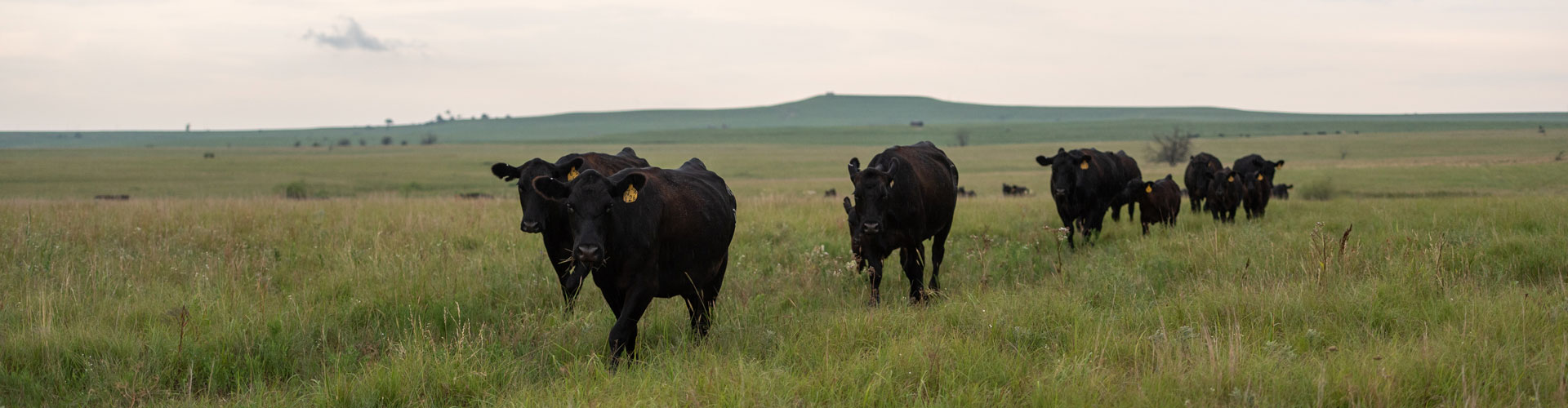 Dalebanks_Perrier_1073-header cows walking