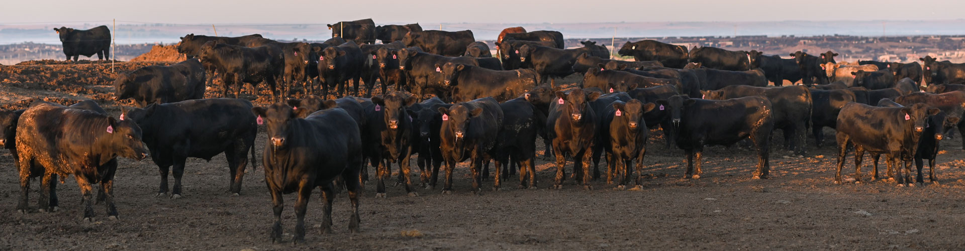 FQF_Aherin_NR_Timmerman_header nebraska feedyard
