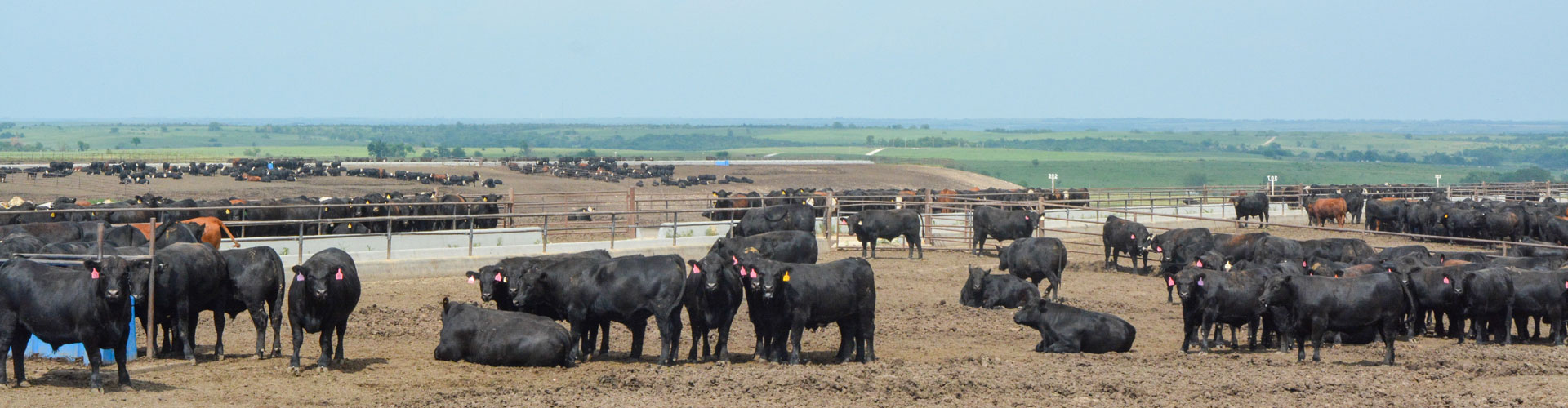 Kansas-feedyard-header Kansas feedyard
