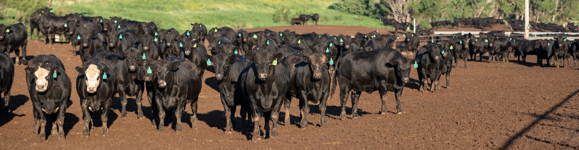 MMFeeders-1699-header M&M feedyard