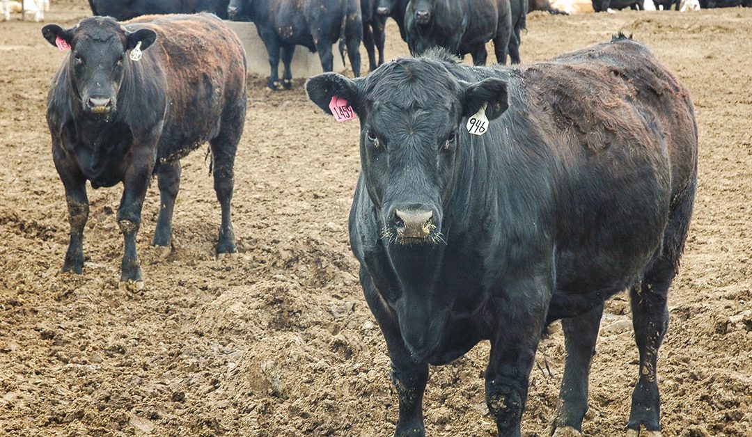 Carcass and maternal traits go hand in glove