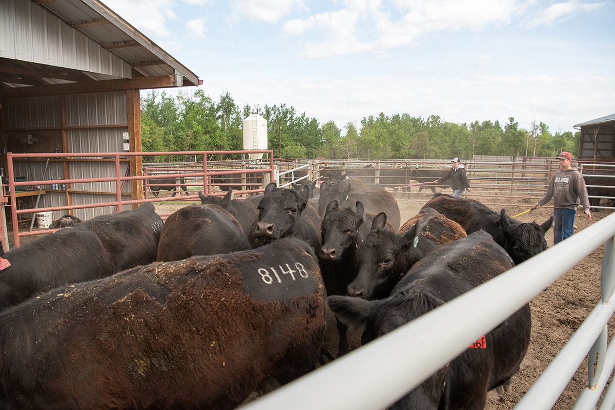 2019_BelvinAngus_Hamilton_Canada_AB-0741-web senses and sense, handling