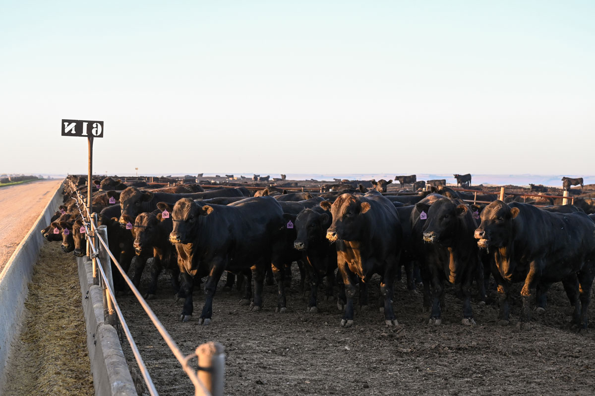 2019_Timmerman_Neb_MR-0292-web Angus feedyard cattle