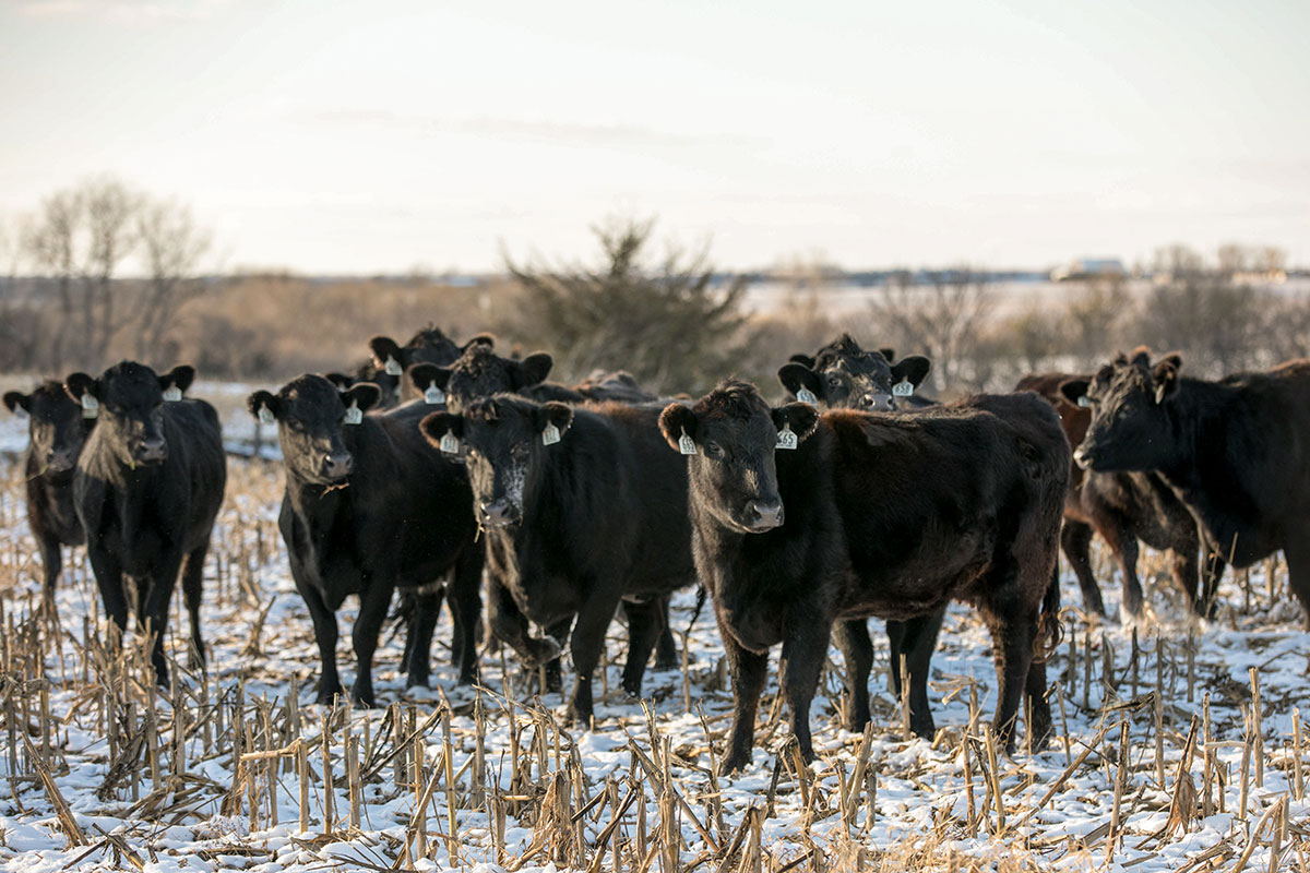 2019_feature_sights-set-on-better-beef_2018_Georg_Kan_NLE-7