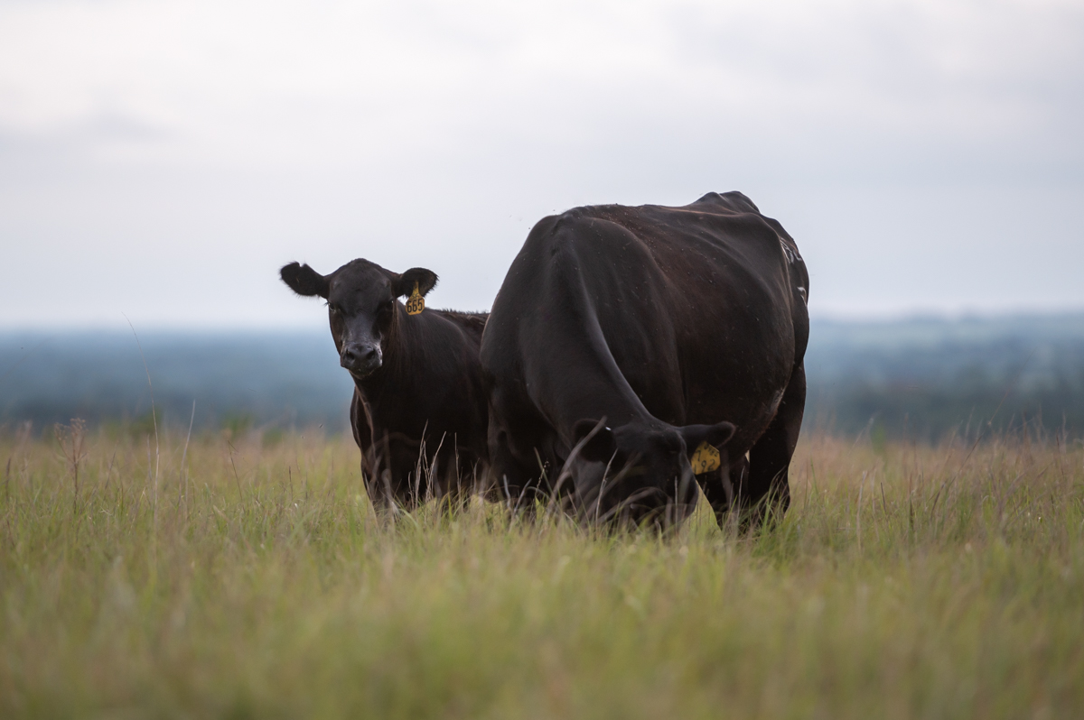 2020_Dalebanks_Perrier_KS_MR-0933-web dalebank angus, perrier, cc2e seedstock