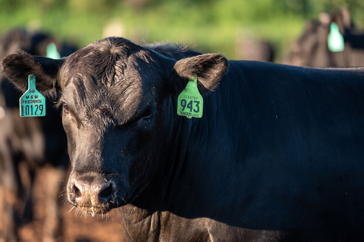 2020_MMFeeders_Neb_MR-1674-web AngusLink steer