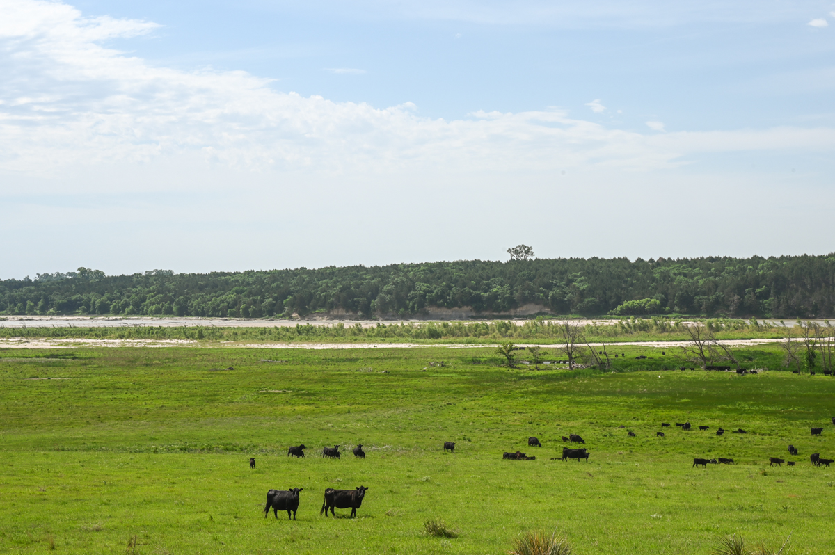 2020_ReimanRanch_Neb_MR-5377-web Black Ink Behind Those Scenes cattle river