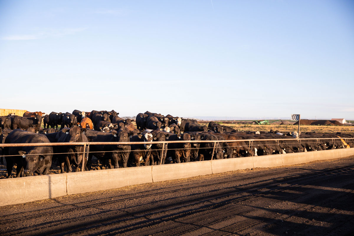 2020_Sustainability_BeefNW_OR_NLE_KK-213-web Beef Northwest