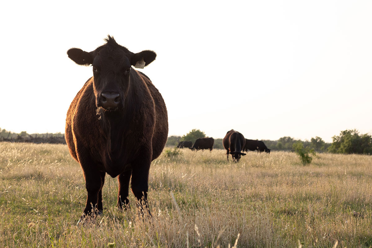 2020_blog_Mitloehner-Alltech_Shoebar-Land-&-Cattle_TX_MJH-1363