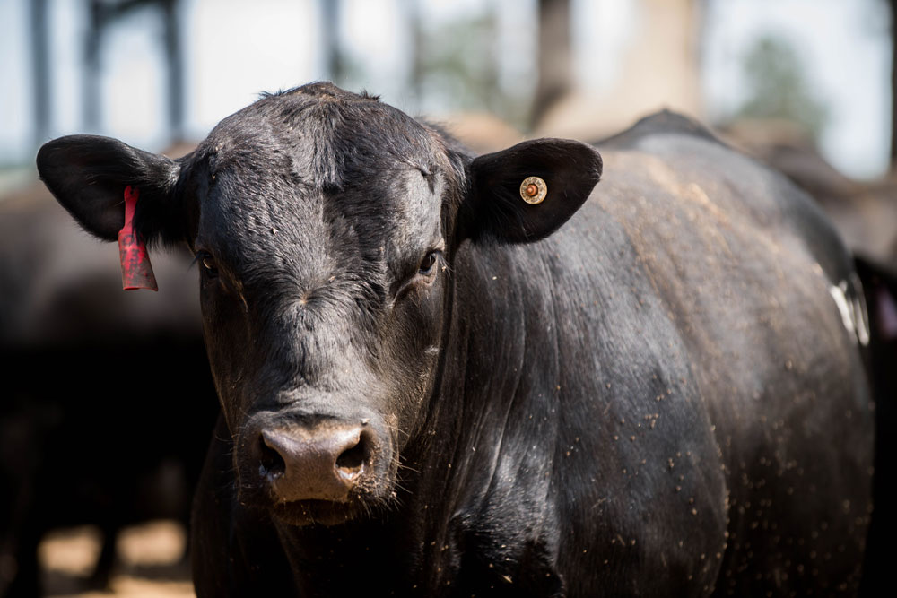Angus-bull-web