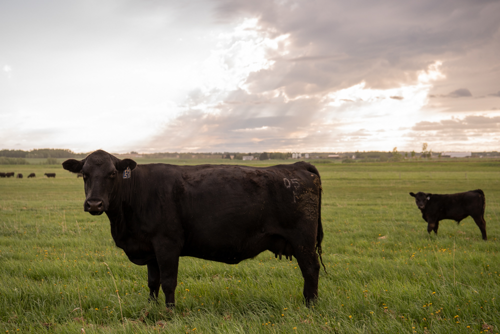 AttheTable5-20_AB-0384 Black Angus cow and calf at sunset - At the Table column, The Code