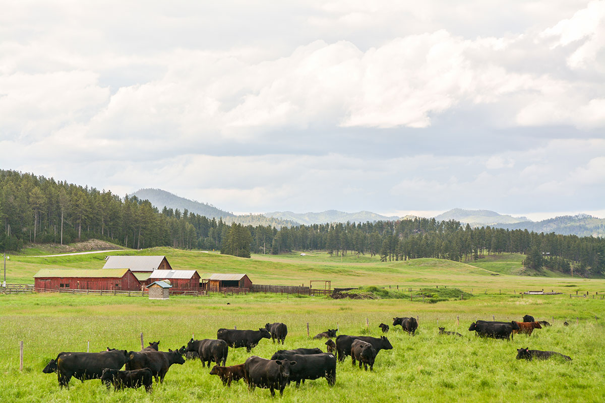 BlackInk_June_1v-web Black Ink: taste of change, cattle grazing