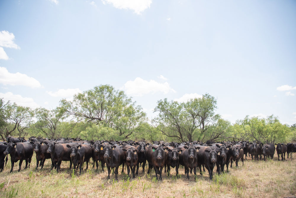 Bradley-b3r-cattle-web
