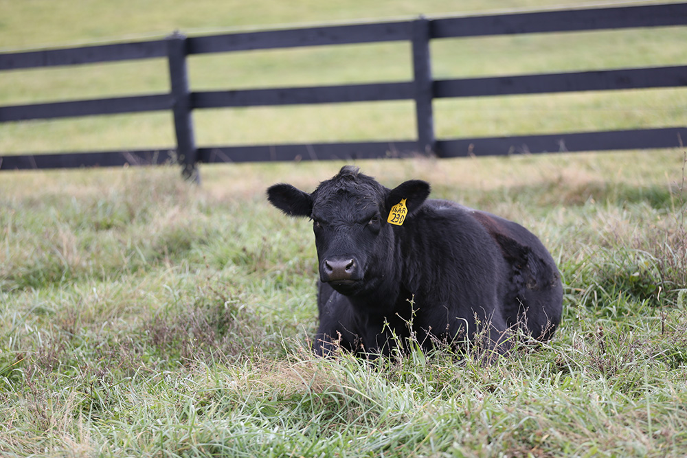 Pre-grass stocker health management pays