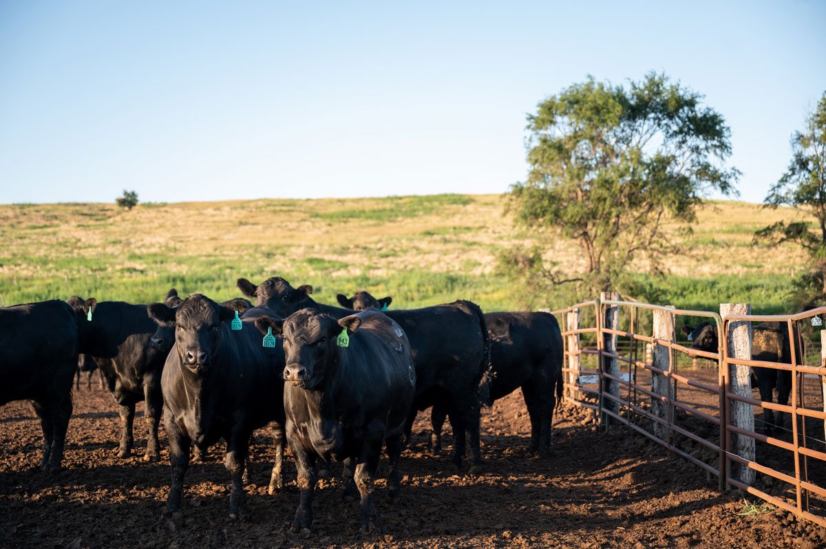 MMFeeders_Neb-1663-web M&M feedyard cattle