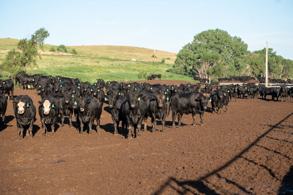 MMFeeders_Neb_MR-1699-web M&M feedyard