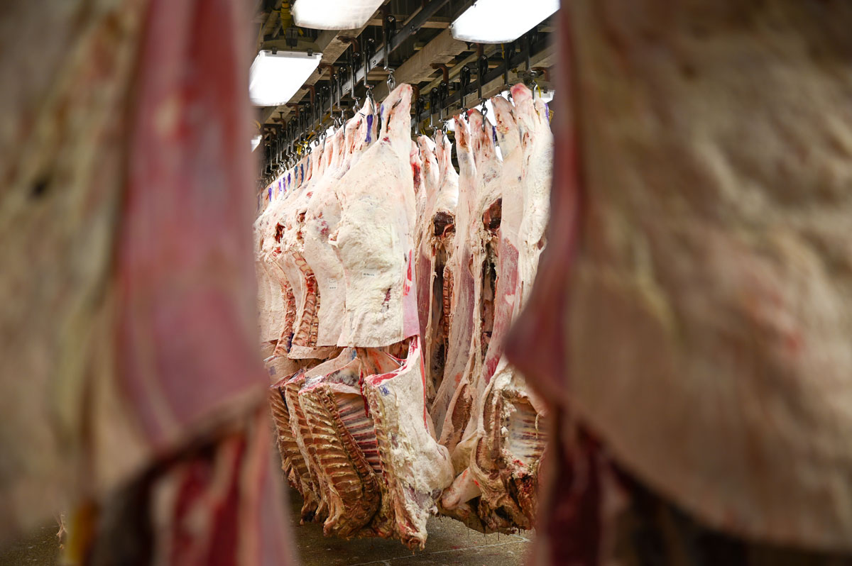 beef-carcasses-web beef carcasses