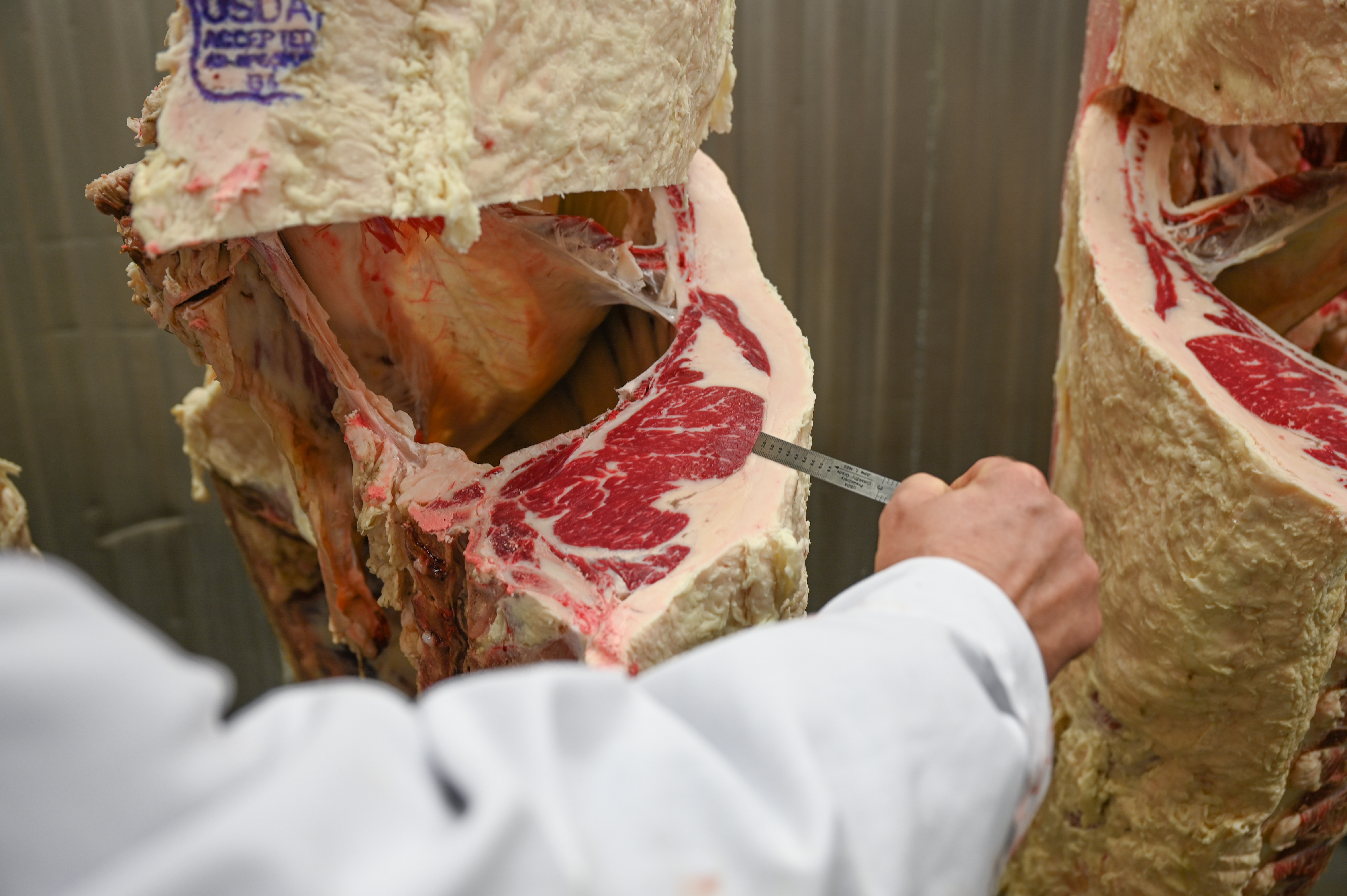 measuring-backfat measuring backfat on carcass